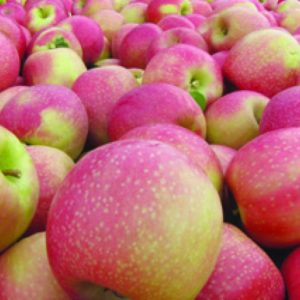 תפוח עץ פינק ליידי ישראלי
